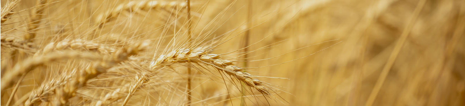 Dieser Broker bietet Corn (Mais) Futures und CFD an.